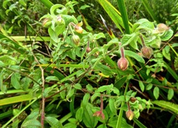 Ludwigia octovalvis . herbe bourrique . onagraceae . indigène Réunion P1540821