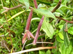 Ludwigia octovalvis. Herbe bourrique . onagraceae . indigène Réunion P1540834