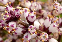 Nuxia verticillata . bois maigre . stilbaceae . endémique Réunion Maurice P1550139