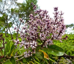 Nuxia verticillata . bois maigre . stilbaceae .endémique Réunion Maurice P1550135