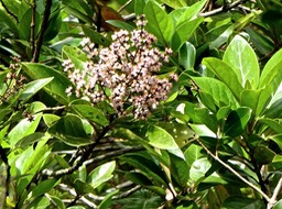 Nuxia verticillata . bois maigre . stilbaceae . endémique Réunion Maurice P1540773