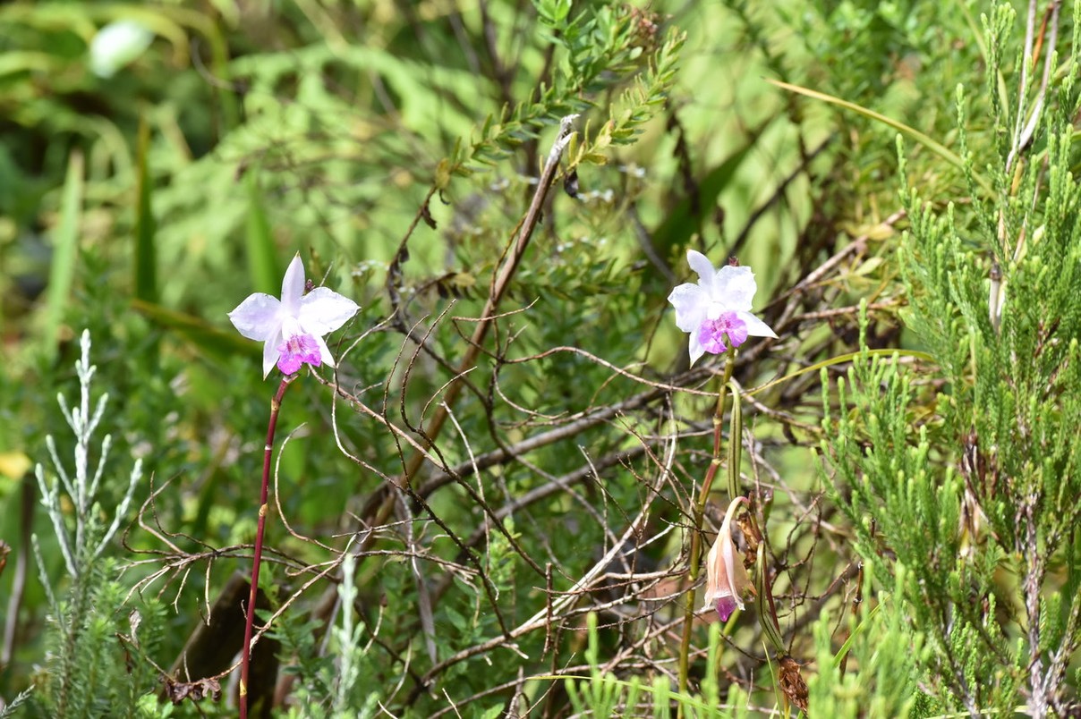 Orchidée Bambou - Arundina graminifolia - ARUNDINEAE - EE 