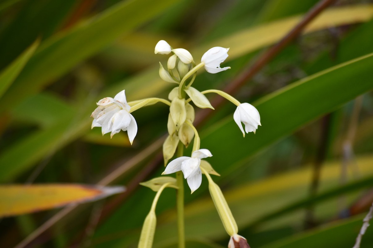 Orchidée Coco - Spathoglottis plicata - EPIDENDROIDEAE - EE