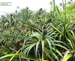 Pandanus montanus. vacoa des montagnes . pandanaceae . endémique Réunion 