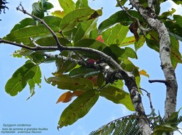 Syzygium cordemoyi . Bois de pomme à grandes feuilles .myrtaceae .endémique Réunion P1550071