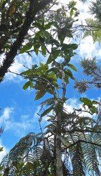 Syzygium cordemoyi . bois de pomme à grandes feuilles . myrtaceae . endémique Réunion P1550069