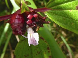 Tristemma mauritianum .voatouque . melastomataceae .indigène Réunion P1540812