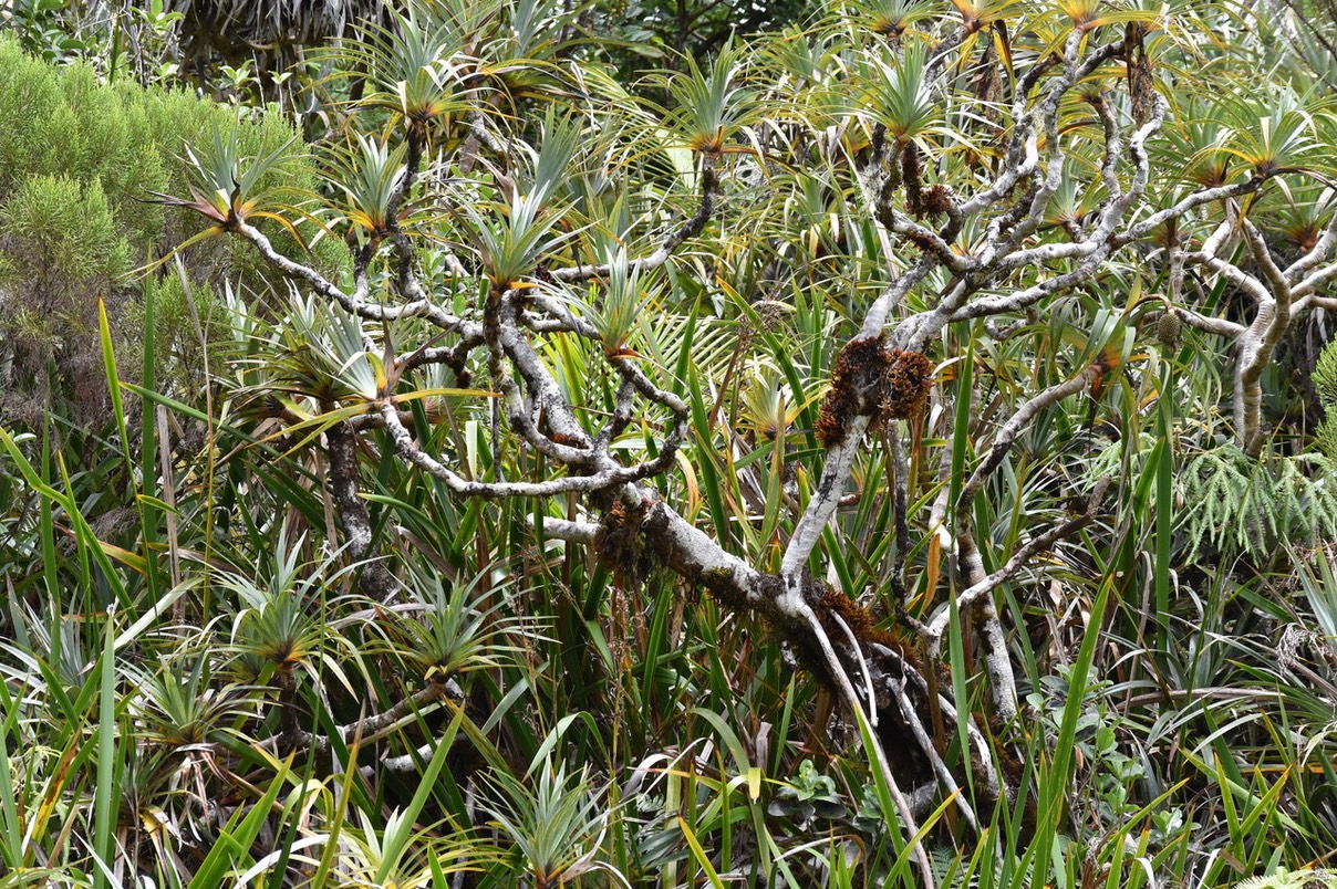 Vacoa des montagnes - Pandanus montanus - PANDANACEAE - Endémique Réunion