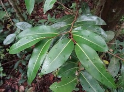 Bois de banane - Xilopia richardii Boivin - ANNONACEAE - Endémique Réunion, Maurice