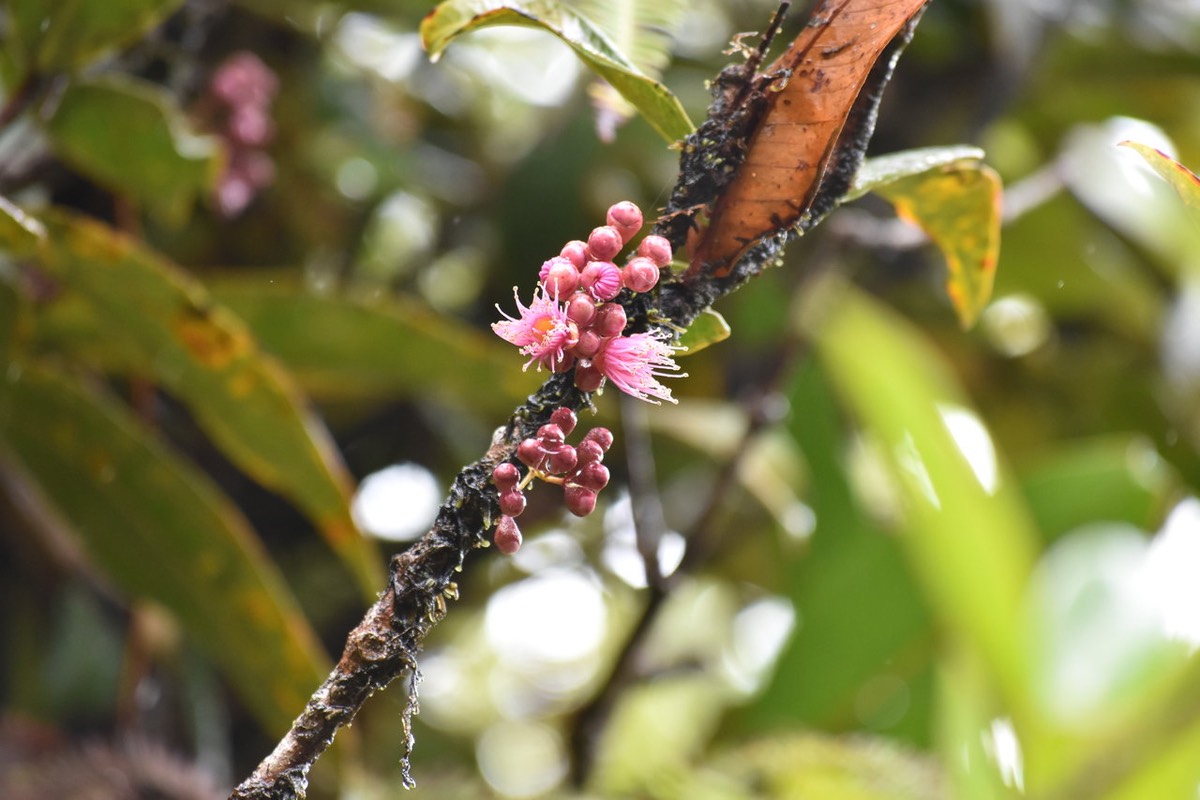 Bois de Pomme rouge - Syzygium cimosum - MYRTACEAE - Endémique Réunion, Maurice
