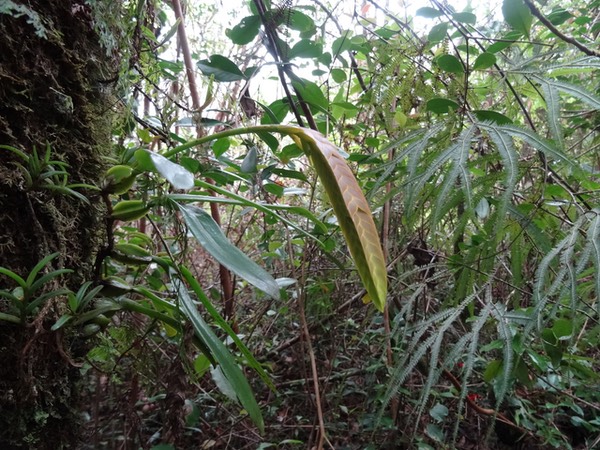 Bulbophyllum occultum - ss famille EPIDENDROIDEAE - Indigène Réunion 