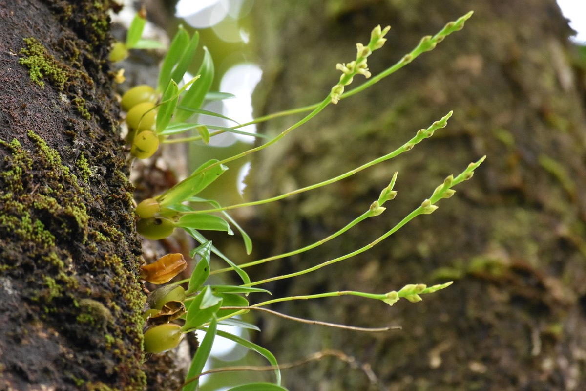 Bulbophyllum prismaticum - ss famille EPIDENDROIDEAE - Endémique Réunion ?