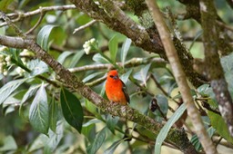 Cardinal - Foudia madagascariensis - PLOCEIDAE - exotique