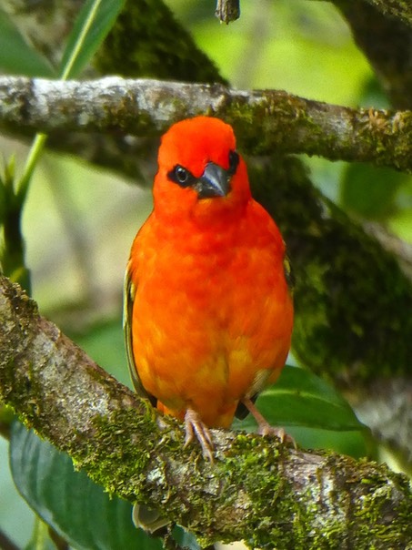 Cardinal . Foudia madagascariensis . foudi de Madagascar P1460728