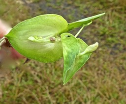 Commelina sp  . herbe de l'eau . Commelinaceae   P1460700