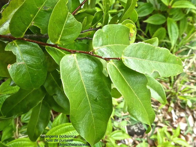Grangeria borbonica . bois de punaise P1460843