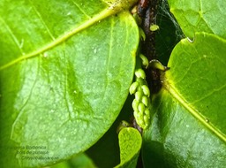Grangeria borbonica .bois de punaise P1460855