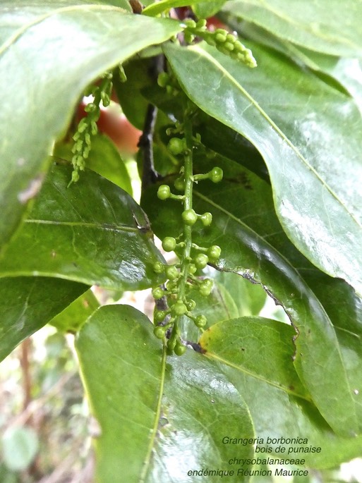 Grangeria borbonica .bois de punaise P1460868