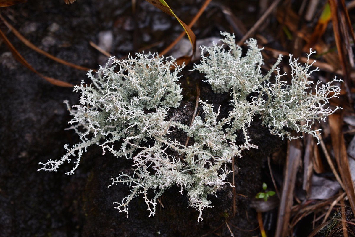 Lichen Fleur de Roche - Stereocaulon vulcani STEREOCAULACEAE