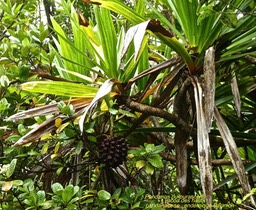 Pandanus purpurascens .Vacoa des hauts .P1460707