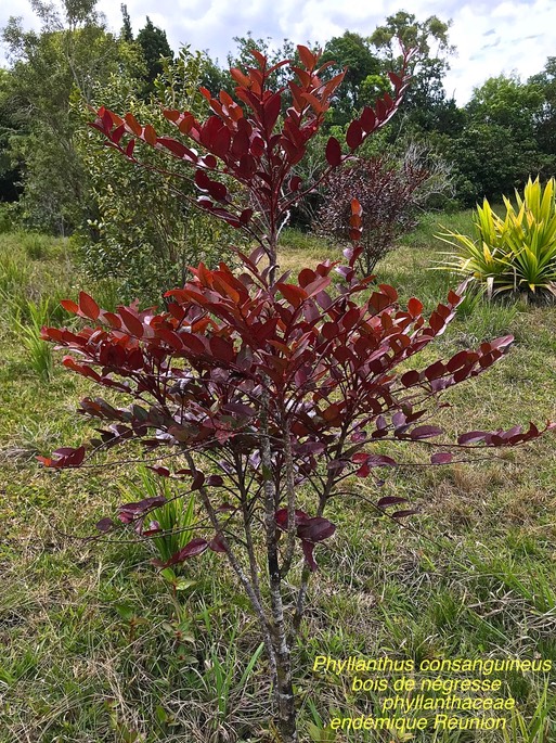 Phyllanthus consanguineus . Bois de négresse IMG_7102