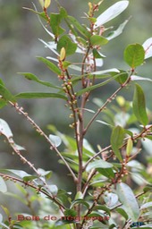 Bois de négresse- Phyllanthus phyllireifolius- Phyllanthacée-B