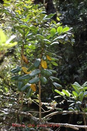 Bois de papaye- Polyscias repanda- Araliacée- B