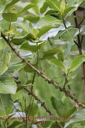 Bois de piment ou Bois de rat- Geniostoma borbonicum- Loganiacée-B