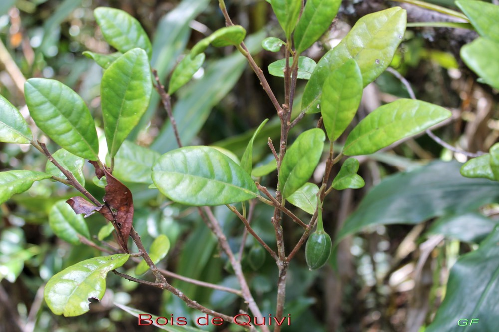 Bois de Quivi à grandes feuilles-Turraea cadetii