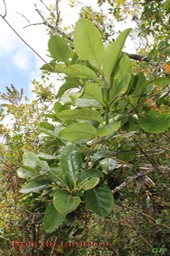 Bois de tambour- Tambourissa crassa ou amplifolia- Monimiacée- B