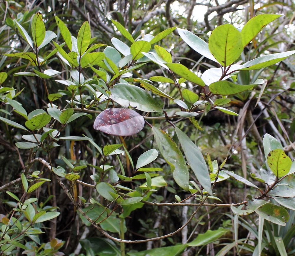 Bois maigre- Nuxia verticillata- Loganiacée- I