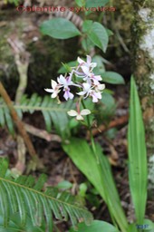 Calanthe sylvatica- Orchidacée-