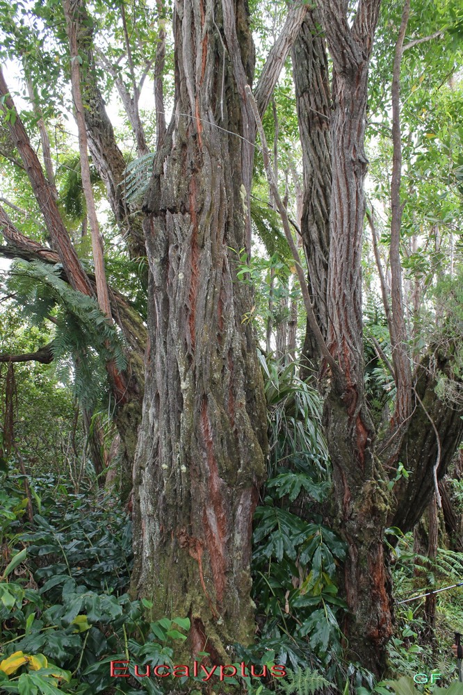 Eucalyptus sp - Ligne domaniale