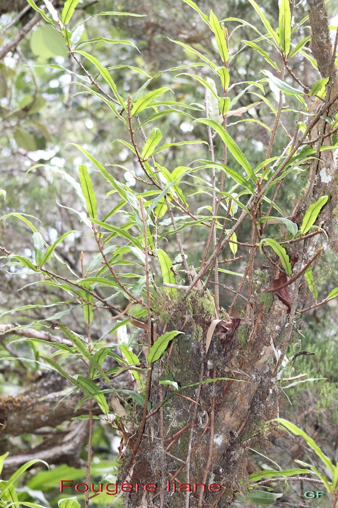 Fougère liane- Oleandra distenta- Oleandracée - I