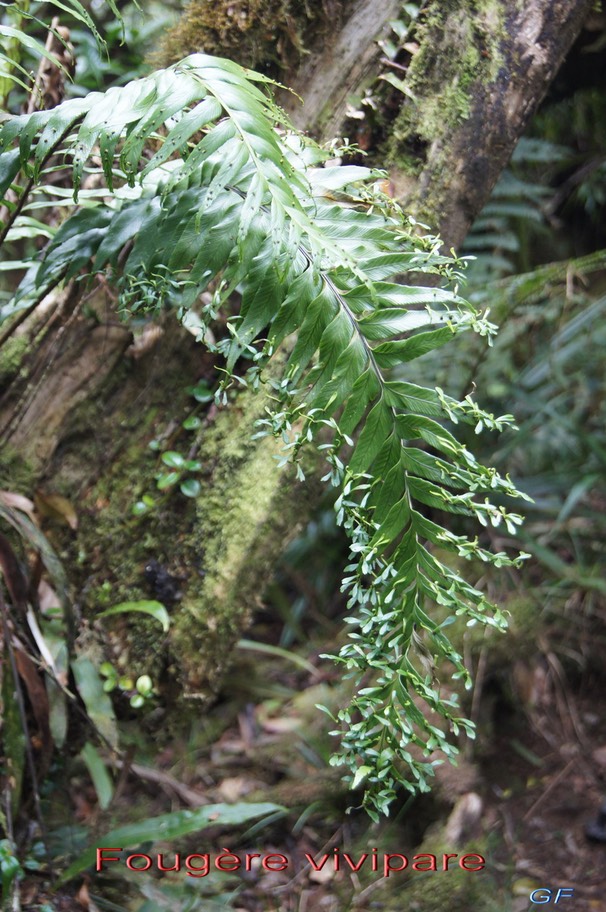 Fougère vivipare - Asplenium daucifolium- Aspleniacée-Masc