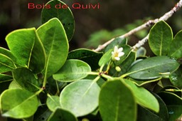 Gros Bois de Quivi - Turraea ovata - Méliacée - BM
