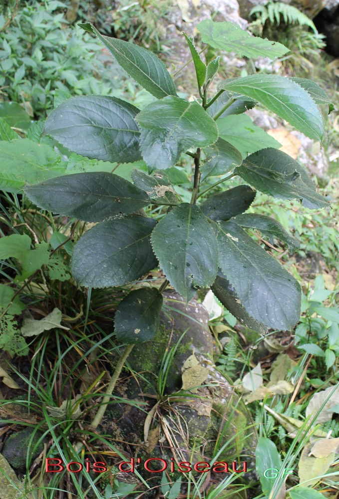 Gros Bois d'Oiseau- Claoxylon glandulosum - Euphorbiacée - B
