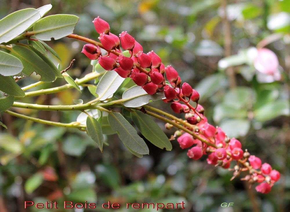 Petit Bois de rempart- Agarista buxifolia- Ericacée-B