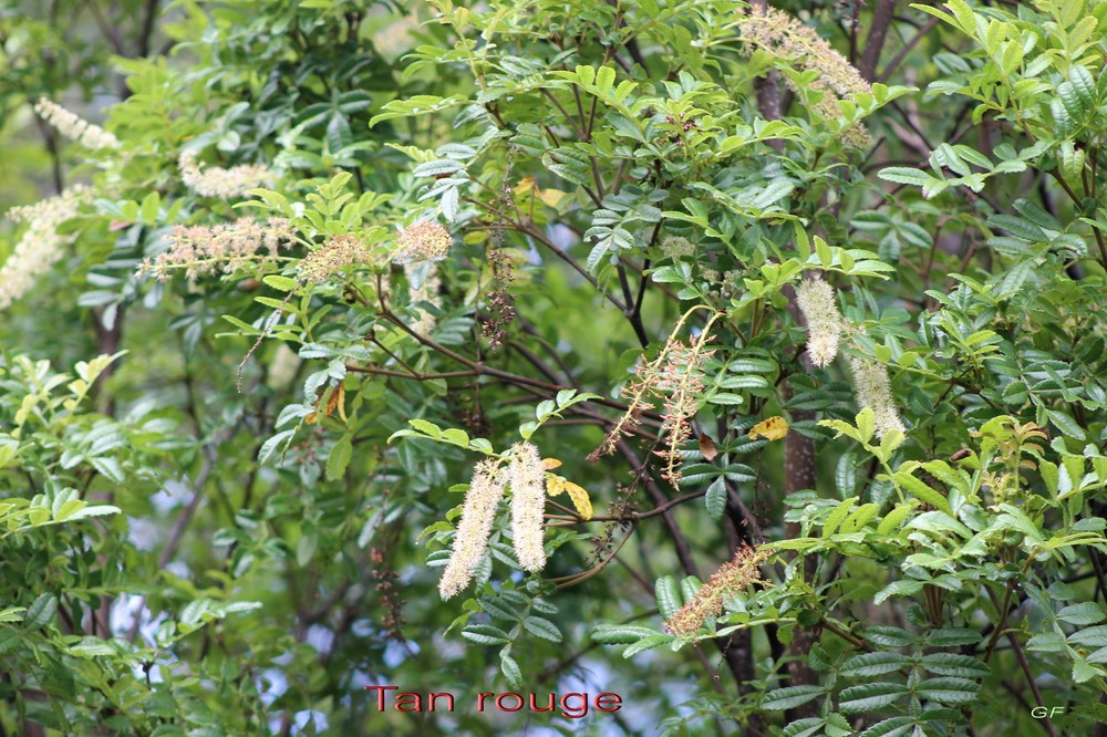 Tan rouge- Weinmannia tinctoria - Cunoniacée - MascI