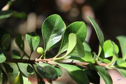 Ti Bois de Quivi à petites feuilles- Turraea casimiriana -Méliacée- BM