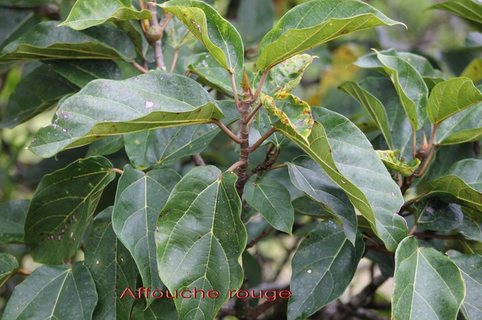 Affouche rouge - Ficus mauritiana - Moracée -