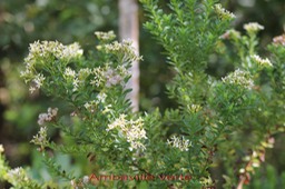Ambaville verte-Hubertia ambavilla-AstéracéeB