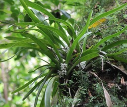 Angraecum sp- Orchidée- I