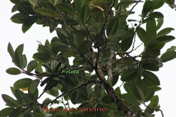 Bois de banane - Xylopia richardii - Annonacée - B