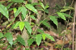 Bois de maman - Maillardia borbonica - Moracée - B