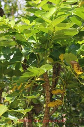 Bois de papaye - Polyscia repanda- Araliacée- B