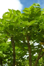 Bois de Papaye (2)