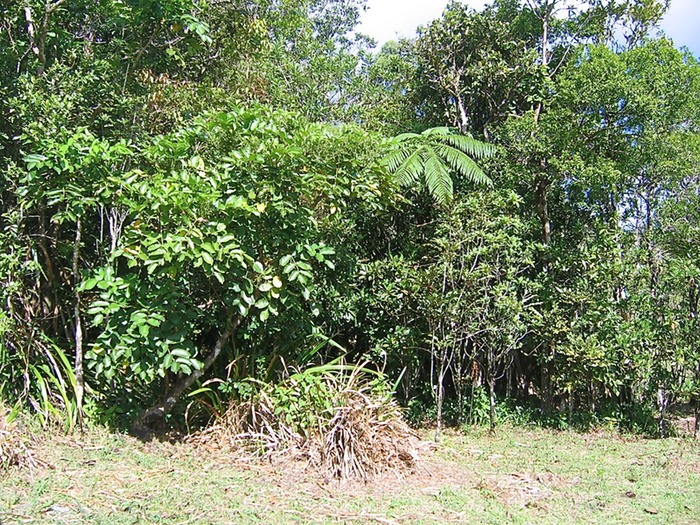 Bois de papaye IMG_0728
