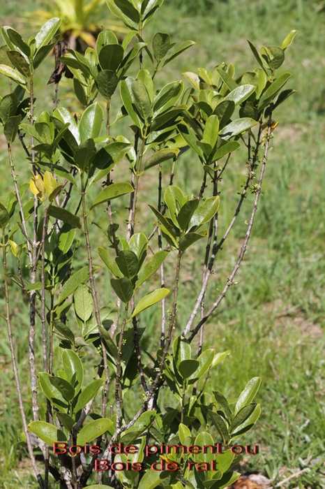 Bois de piment ou Bois de rat - Geniostoma borbonicum- Loganiacée-M
