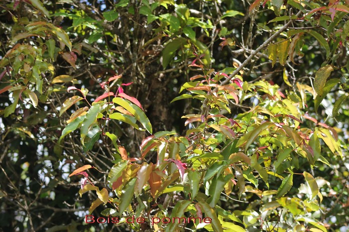 Bois de pomme rouge - Syzygium cymosum - Myrtacée - B